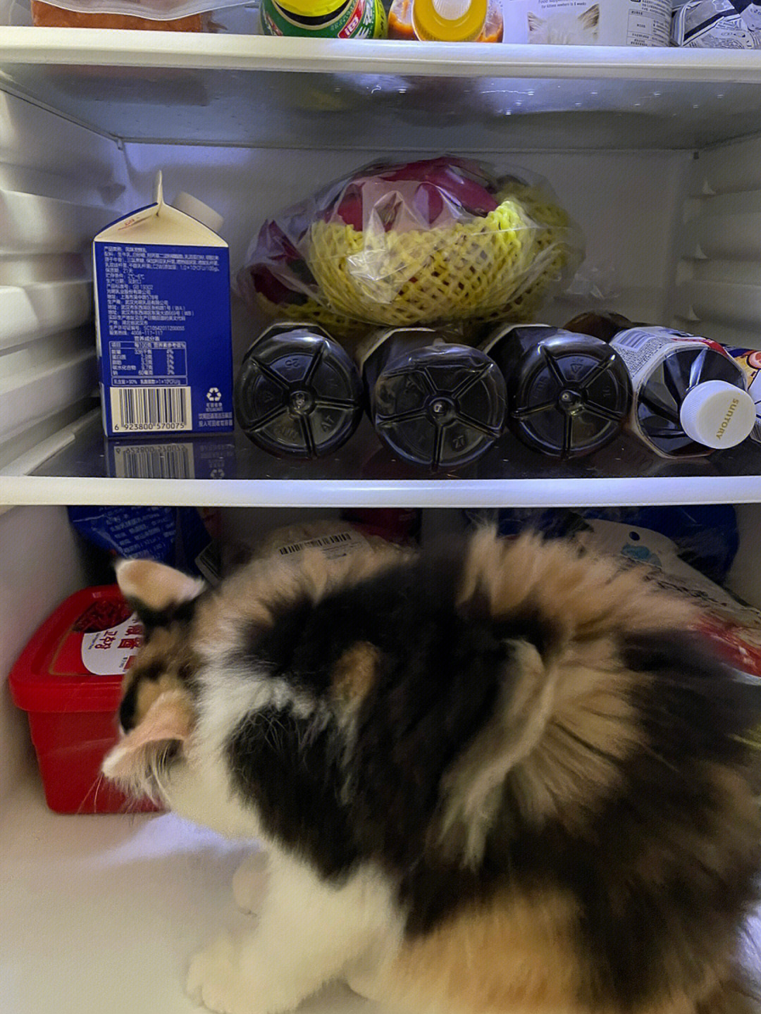 猫饭怎么储藏 自制猫饭应该怎么保存